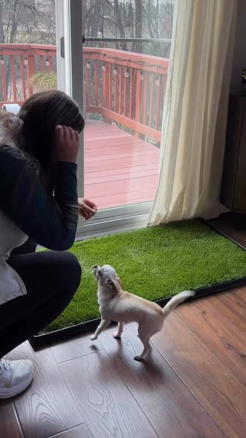 Instagram post by @jwdogtraining for freshpatch. Caption reads: @freshpatch is a mess-free, natural potty solution....