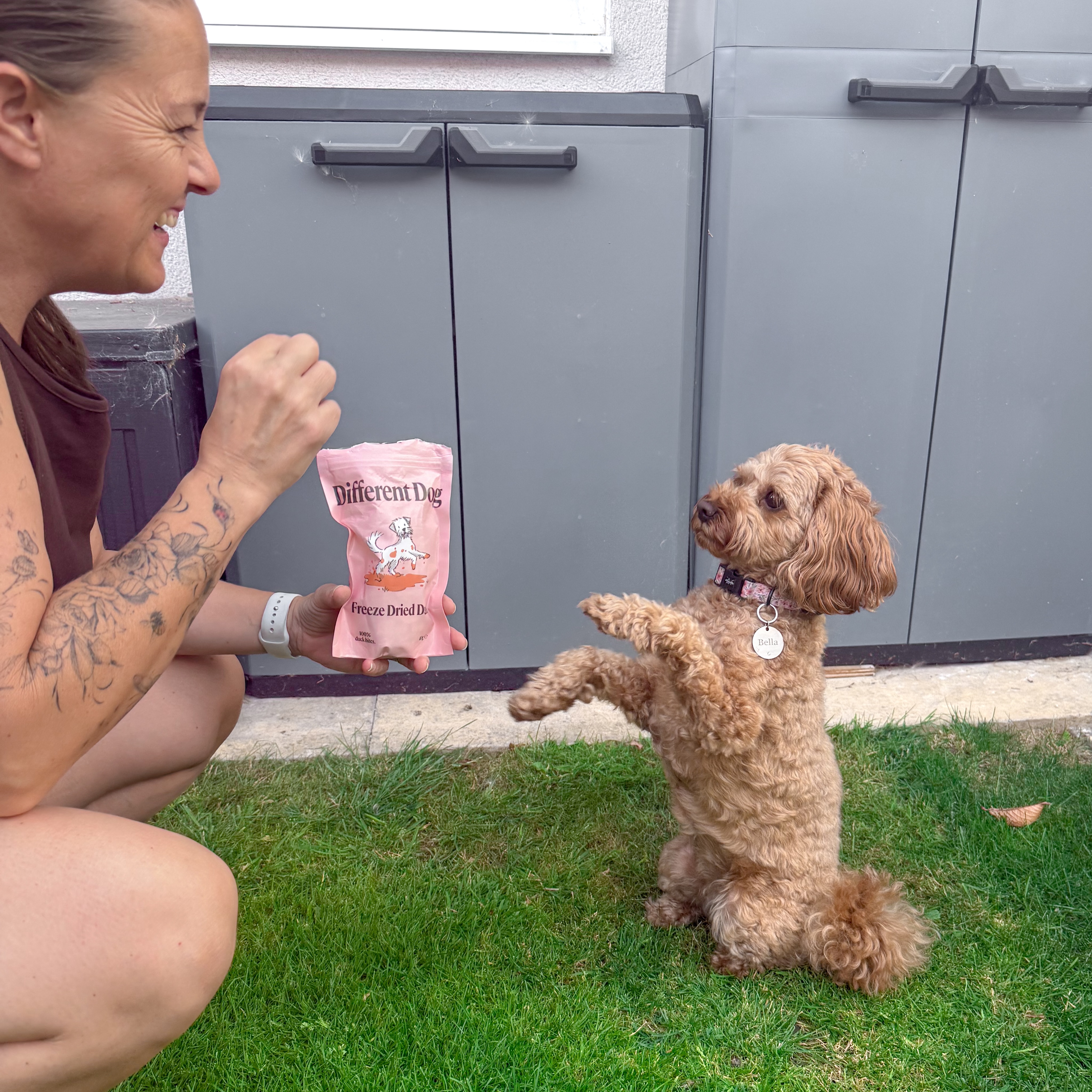 Instagram post by @bellathecavapoo20 for Different Dog. Caption reads: [...] duck treats are my favourite from....