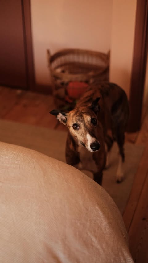 Instagram post by @lollythewhippet for Simba Sleep. Caption reads: First room (almost) complete ✔️ 

What a naive....
