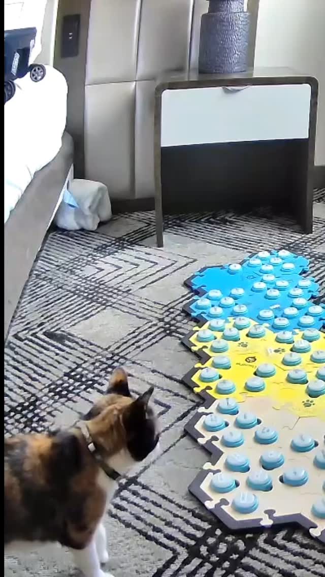 Instagram post by @elsiewants for FluentPet. Caption reads: [...] could have been about anything. #fluentpet....