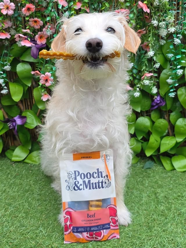 Instagram post by @bea_russell2021 for Pooch and Mutt. Caption reads: [...] by the new beef collagen chews from....