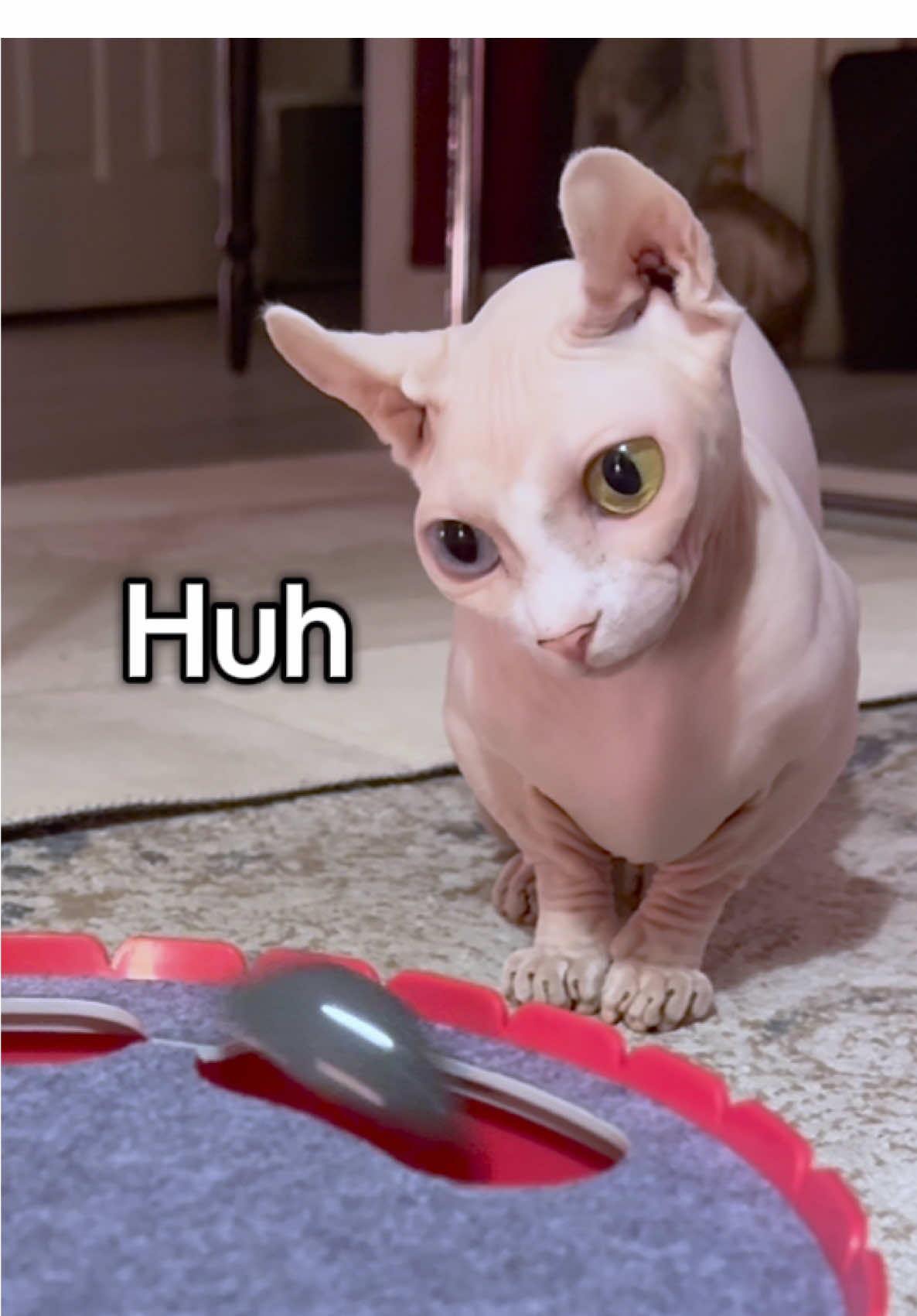 TikTok post by @lilpicklesjar for Pawaboo. Caption reads: [...] got a sweet new interactive cat toy!....