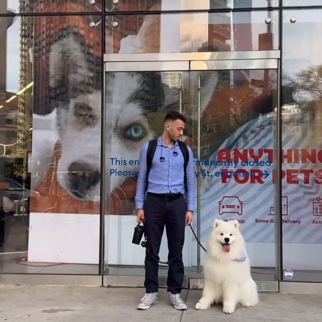 Instagram post by @biffthesamoyed for PetSmart. Caption reads: #PetSmartPartner So much work goes into keeping....