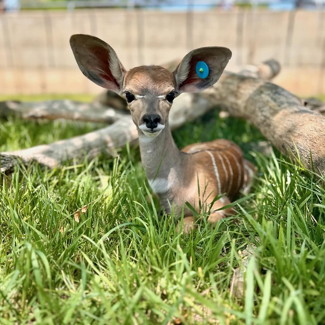 Instagram post by @stjoesdenver for Intermountain Health. Caption reads: There’s an adorable new addition to our kudu herd!....