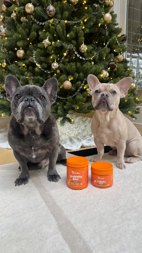 Instagram post by @winstonthefrenchiee_ for Zesty Paws. Caption reads: [...] Puppy Probiotic Bites to the regular....