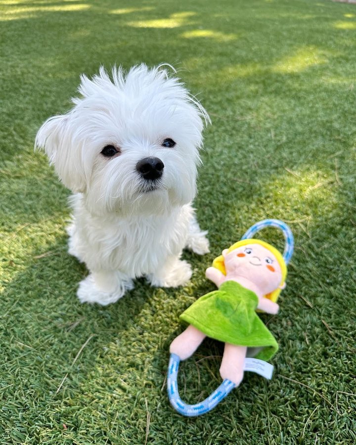 Instagram post by @mochifloof for PupBox. Caption reads: Play tug of war with me! ☺️🐶🐾 #pupbox #sponsored....