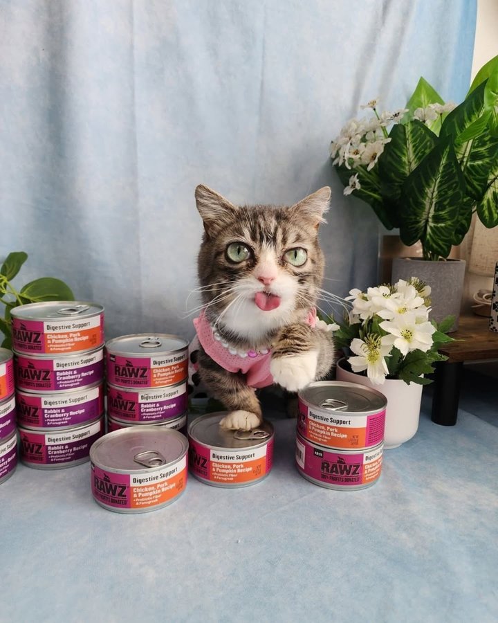 Instagram post by @winkythedwarfcat for RAWZ Natural Pet Food. Caption reads: Winky’s tummy has come so far! She’s struggled....
