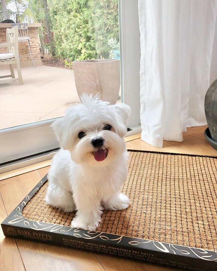 Instagram post by @mochifloof for Bark Potty. Caption reads: [...] with my BFF Twinkie. 😛🥰🐶🐾 . The Bark....