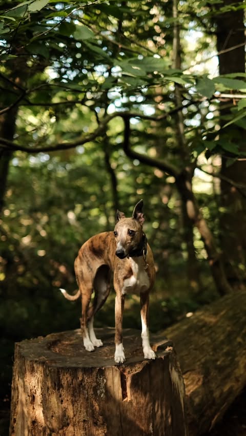 Instagram post by @lollythewhippet for Butternut Box. Caption reads: [...] like Lolly to make the most of this....