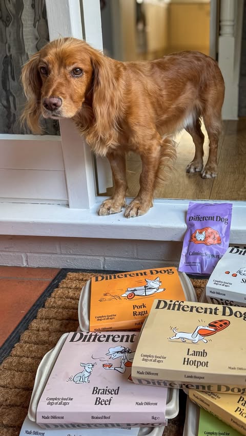 Instagram post by @alfies.little.adventures for Different Dog. Caption reads: [...] a morsel is a pretty good bonus 😊....