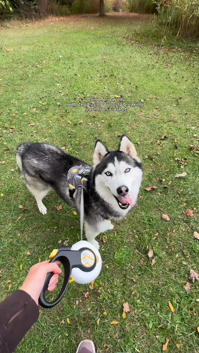 Instagram post by @three.zs.one.e for FidaPet. Caption reads: [...] breaking leash & no pull harness from....