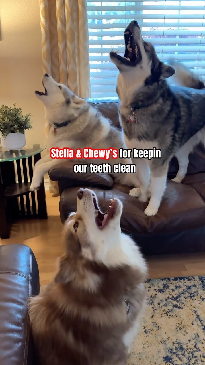 Instagram post by @tikanni.kita.n.tehya.3.sibes for Stella & Chewy's. Caption reads: #ad Wanna know how we keep our teeth so....
