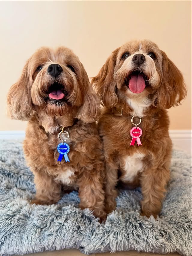 Instagram post by an influencer for TagLab UK. Caption reads: [...] to wear to @crufts 🤩 from @taglabuk 💙🩷....