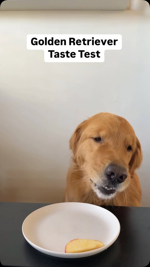 Instagram post by @wally.meets.world for Instinct Pet Food. Caption reads: [...] now on Amazon via the link in bio....