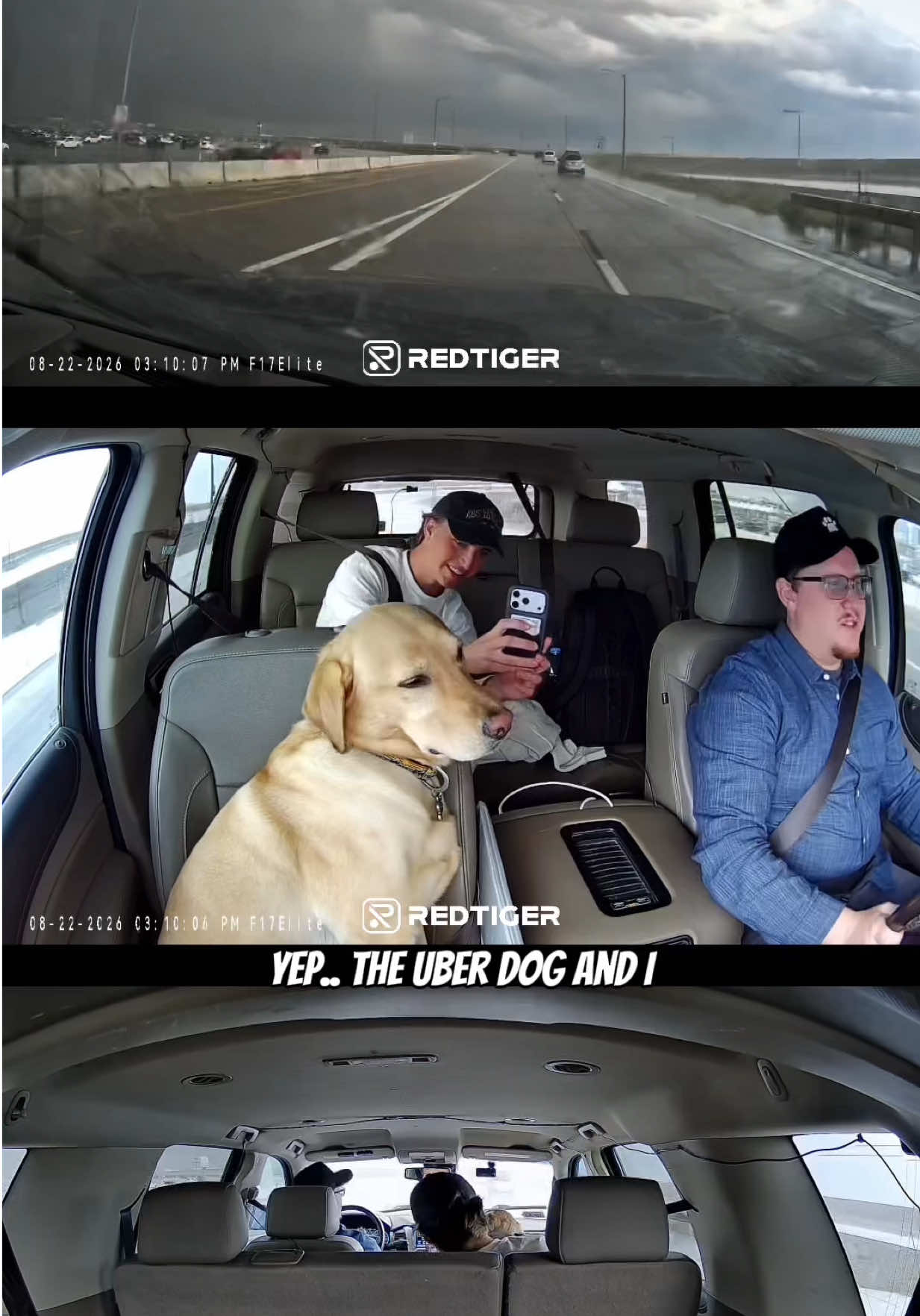 TikTok post by @the_uber_dog for REDTIGER. Caption reads: [...] for the fans and for our safety! @REDTIGER....