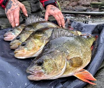 Instagram post by @houtan_ata for Mustad Fishing. Caption reads: [...] and bigger perch soon 😎🤘 #guide....