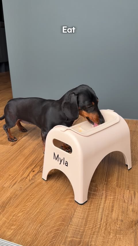 Instagram post by @mylatheminisausage for EASYEAT. Caption reads: AD: We’ve switched to the EasyEat pet feeder🤎 Use....