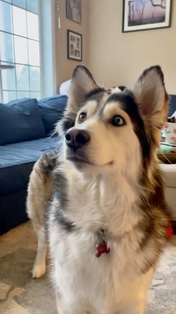 Instagram post by @penelopii.pirouettes for Budweiser. Caption reads: i love this @budweiser #commercial so much ‼️‼️....