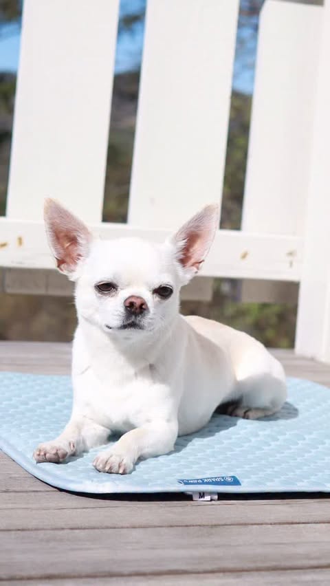 Instagram post by @buenoandfelix for Spark Paws. Caption reads: [...] a cooling mat ☀️❄️ Cooling mat from....