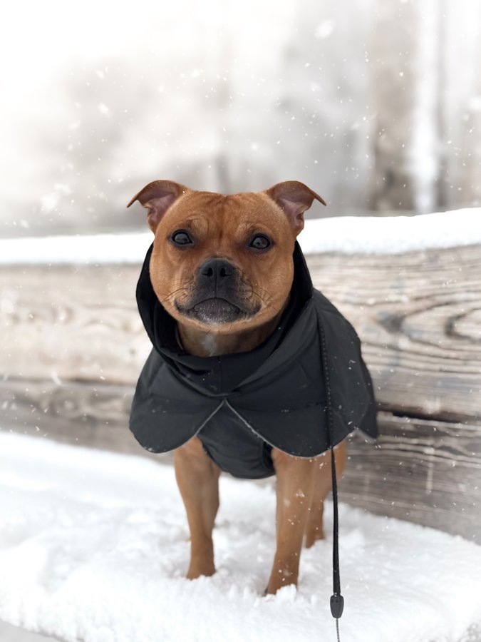 Instagram post by @yava.sofie for PAIKKA. Caption reads: Winter wonderland 🥹🤍

•
•
•

Ad @paikka.pet....