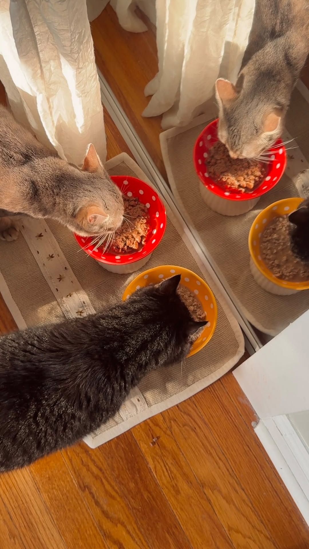 Instagram post by @laurenemilyjuarez for Wellness Pet Food. Caption reads: #ad | From total strangers to bonded....