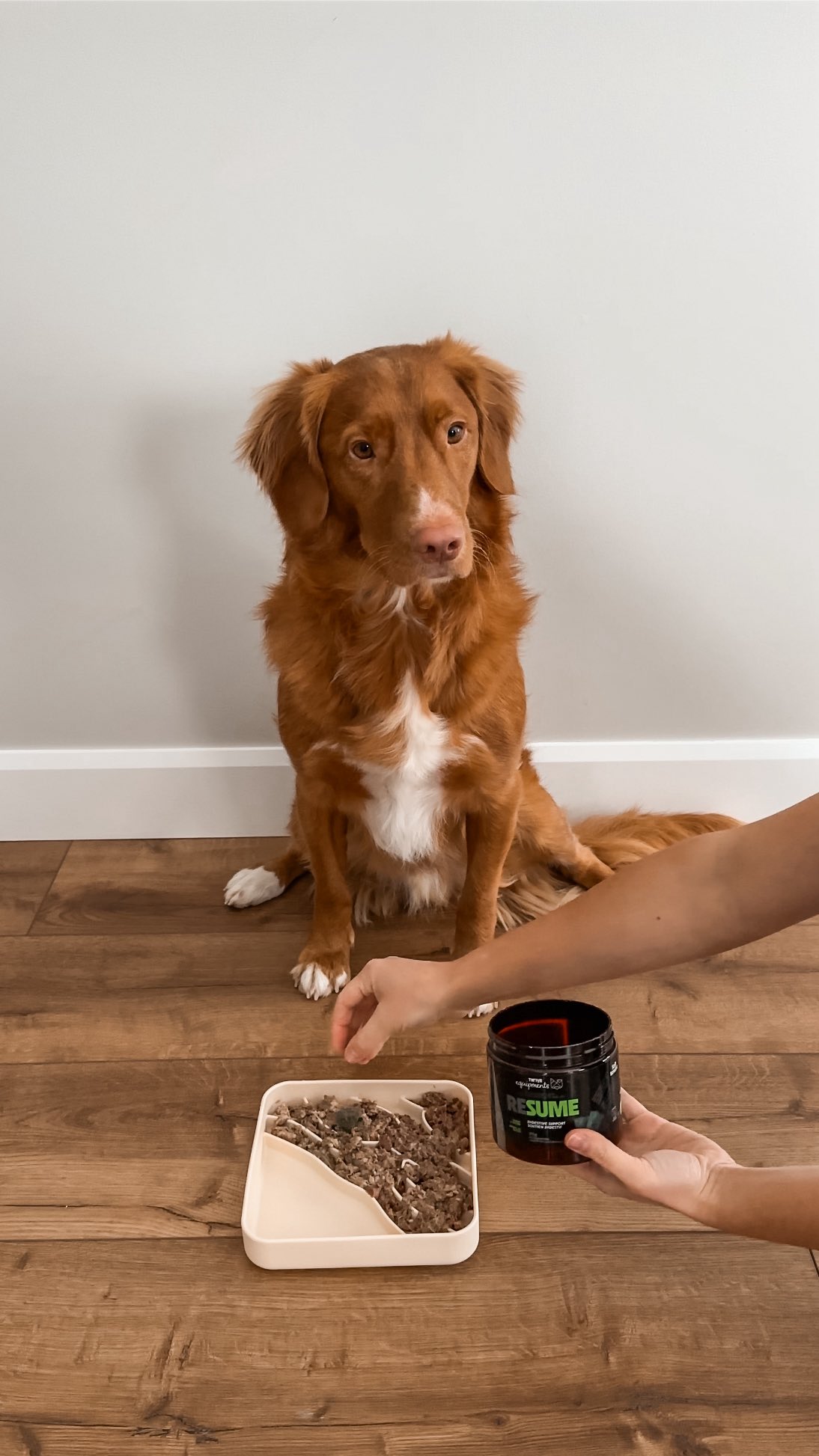 Instagram post by @hickory.dickorydog for BIG COUNTRY RAW. Caption reads: Heck no salads, we want the MEAT! 🥩....