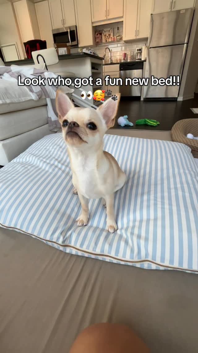 Instagram post by @erniethewawa for Furb. Caption reads: [...] of Ernie’s new bed?? 🩵 we got it from....