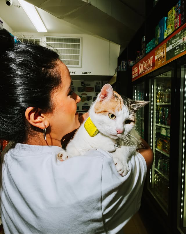 Instagram post by @newyorkbodegacats for Fi. Caption reads: [...] for rodent control. Now that she has a Fi....