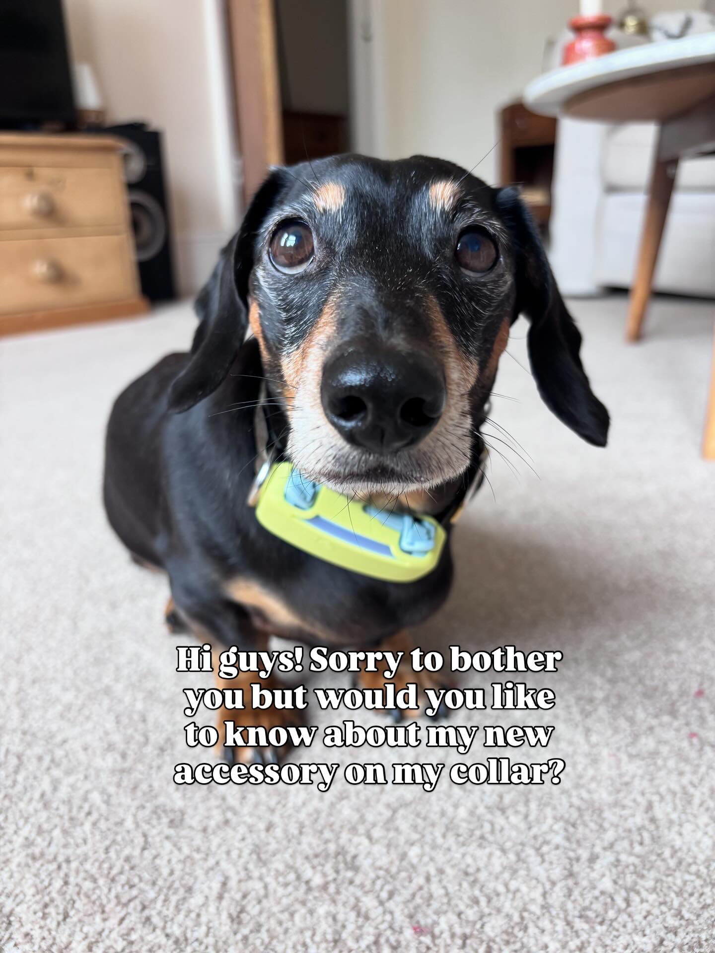 Instagram post by @brunotheminidachshund for Tractive. Caption reads: #ad I might not be able to wear a smart watch on....