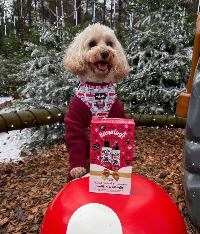 Instagram post by @adventuresofpipthecavapoochon for Bugalugs Pet Care. Caption reads: [...] Shampoo & Cologne to use than the....
