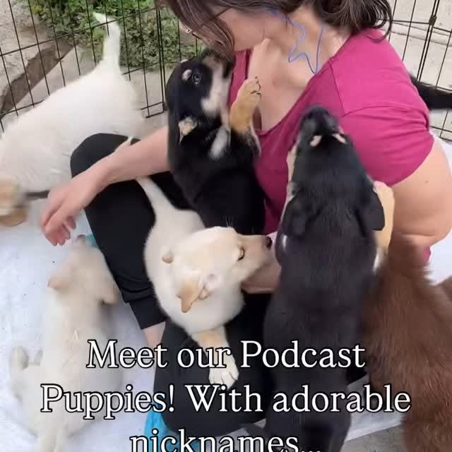 Instagram post by @carolinadangerhidalgo for Pups Without Borders. Caption reads: What’s the best way to celebrate our upcoming 5/23....