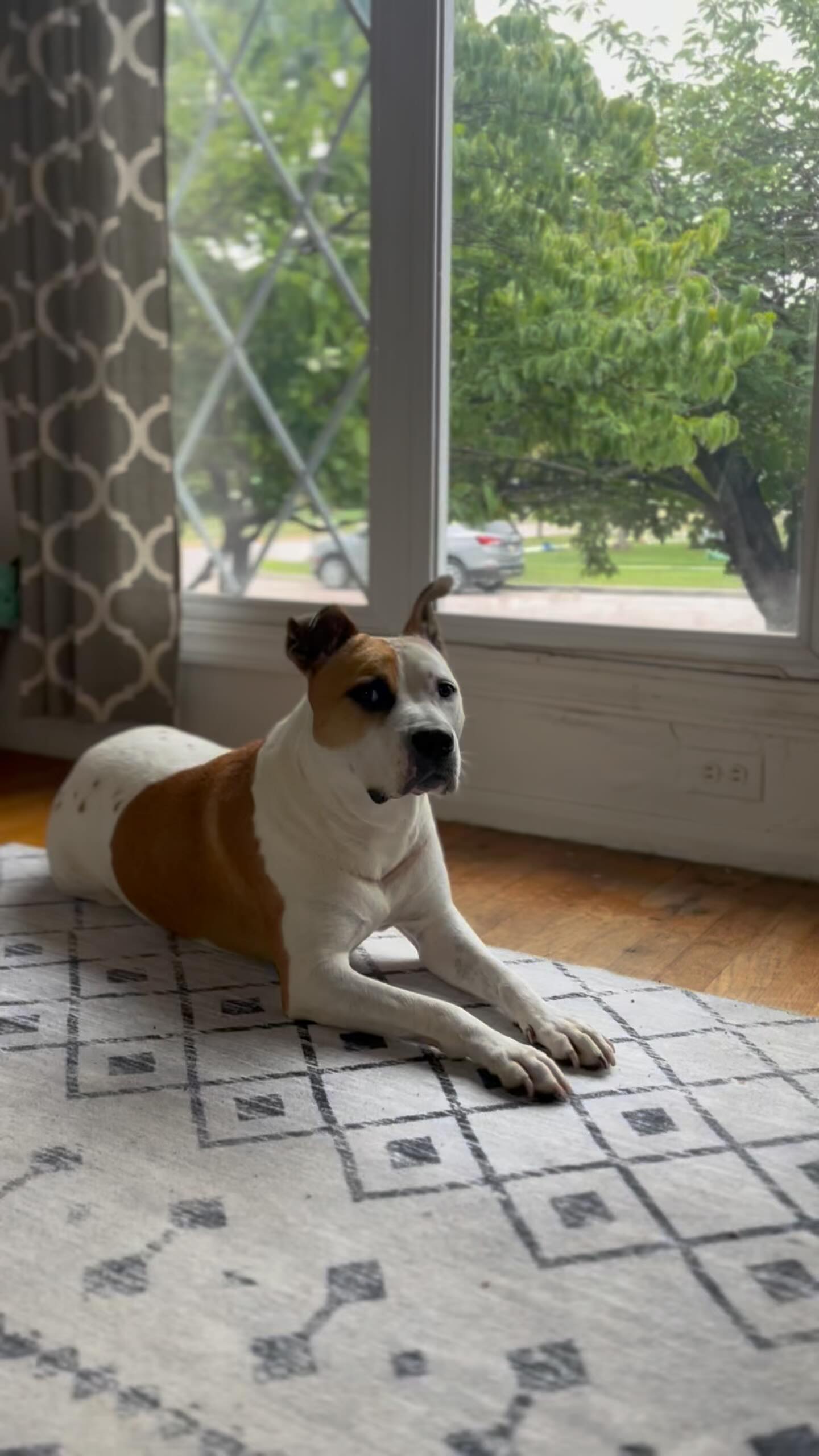 Instagram post by @coffeedreamsandmilkbonewishes for FunnyFuzzy. Caption reads: [...] have you seen my new sofa bed from....