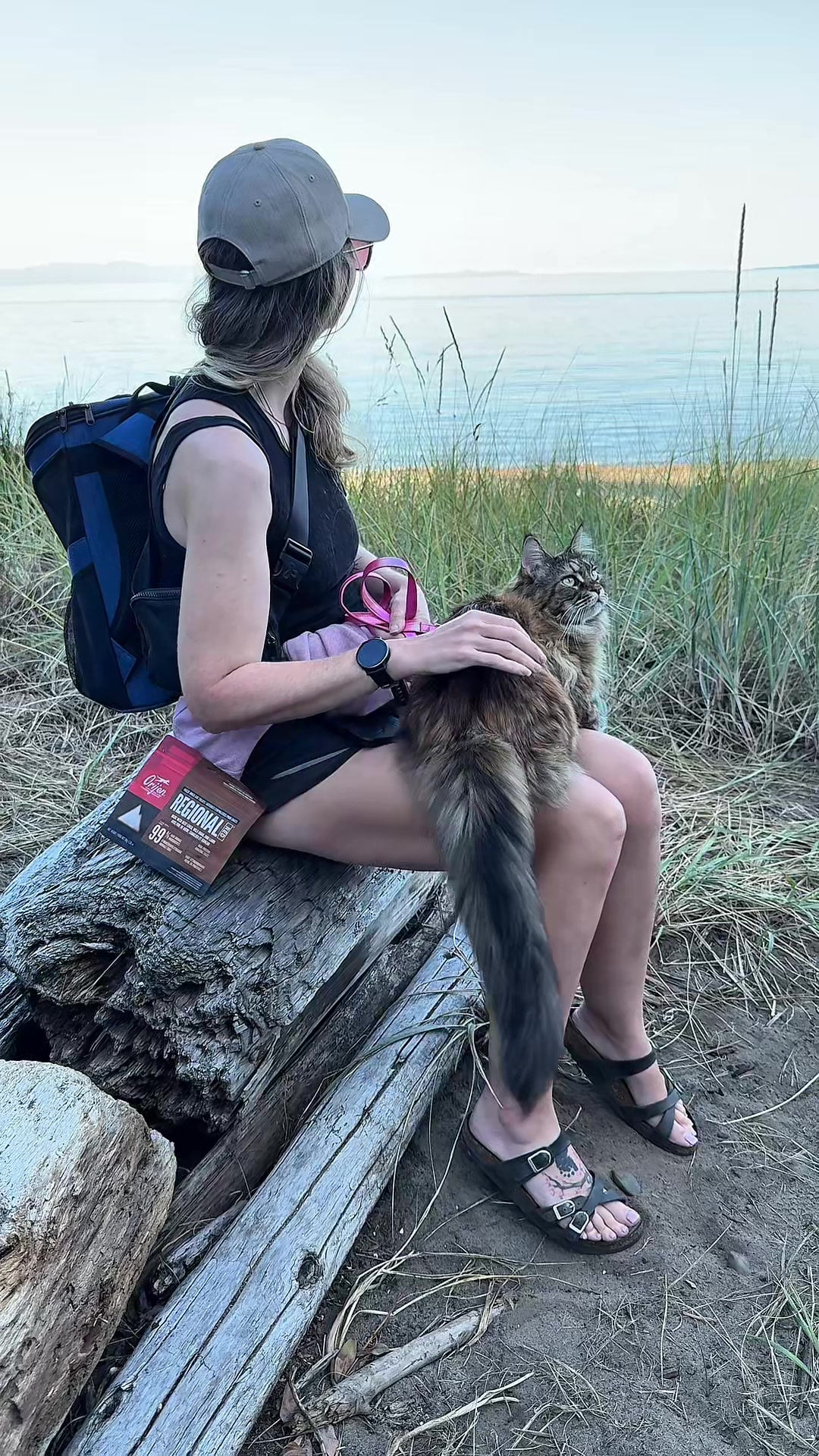 TikTok post by @a.cat.named.fig for ORIJEN Petfoods. Caption reads: Beach days with Fig are some of my favourite ways....