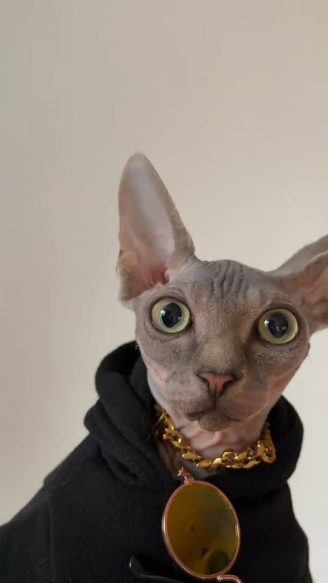 Instagram post by @tindris for Statement Collective. Caption reads: [...] isn’t king of the club, thank you....