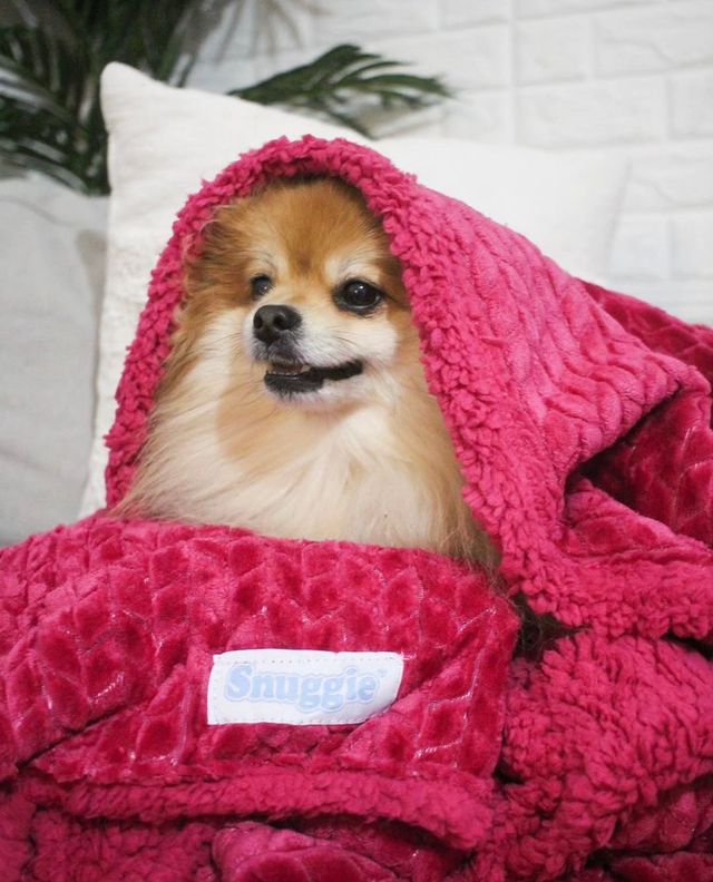 Instagram post by @iamwinstonpom for Snuggie. Caption reads: [...] our furry friends can’t resist. 🐾🐶....