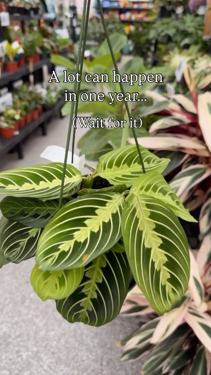 Instagram post by @fancyplantsclub for Homedics. Caption reads: Let this be your reminder to take pictures of your....