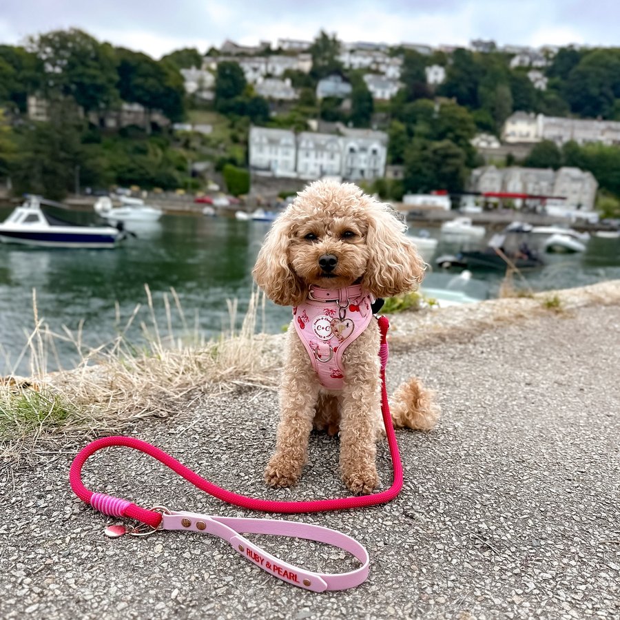 Instagram post by @rubyrooandpearltoo for Cookie & Chewkie. Caption reads: Yes, I am the most photogenic thing in Looe today.....