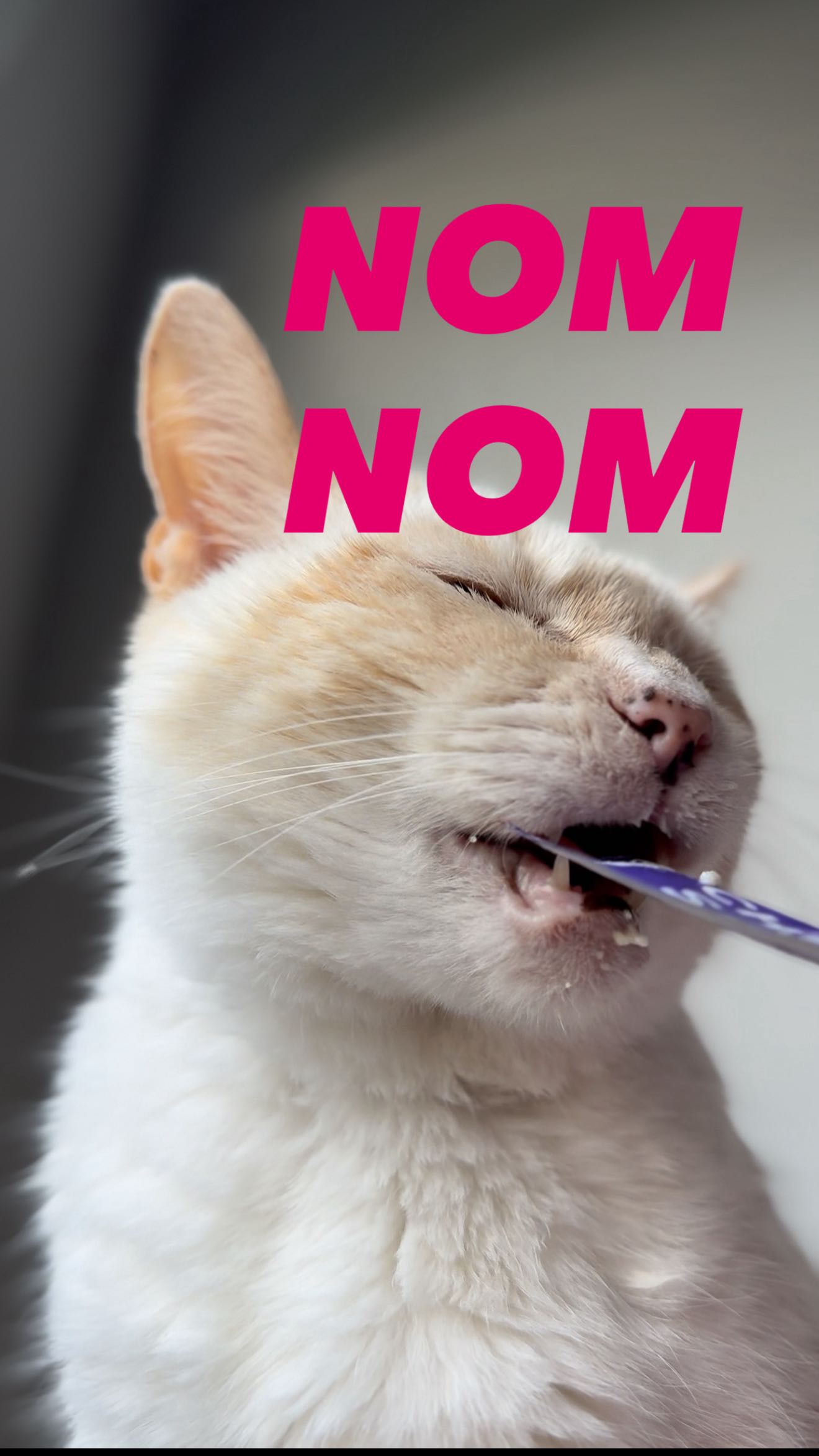 Instagram post by @cleo.heihei.diary for Beloved Pets. Caption reads: [...] I discovered THE yummiest treat—Beloved Pets....