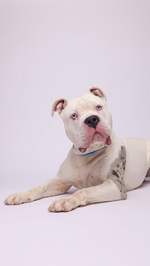 Instagram post by @humanesocietytampa for NaturVet. Caption reads: [...] a Second Shot at adoption. Thanks to....