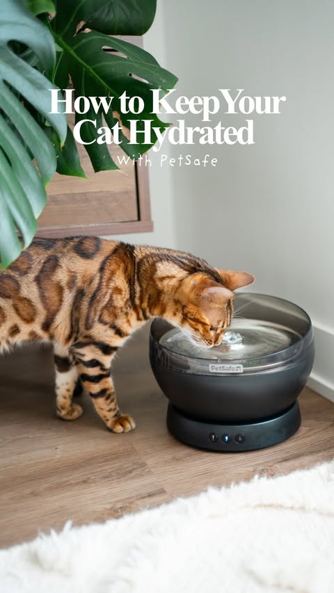 Instagram post by @firstclassbengals for PetSafe. Caption reads: [...] in their daily routine matter 😻 The....