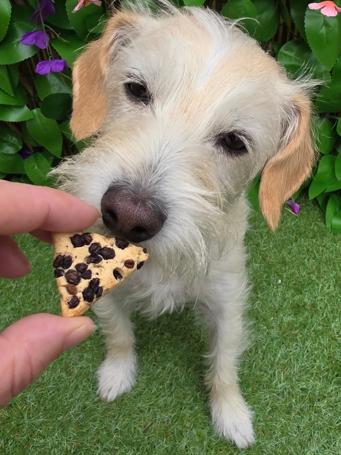 Instagram post by @bea_russell2021 for Happy Tails Hampers. Caption reads: [...] Apple and elderberry bic bic  from....