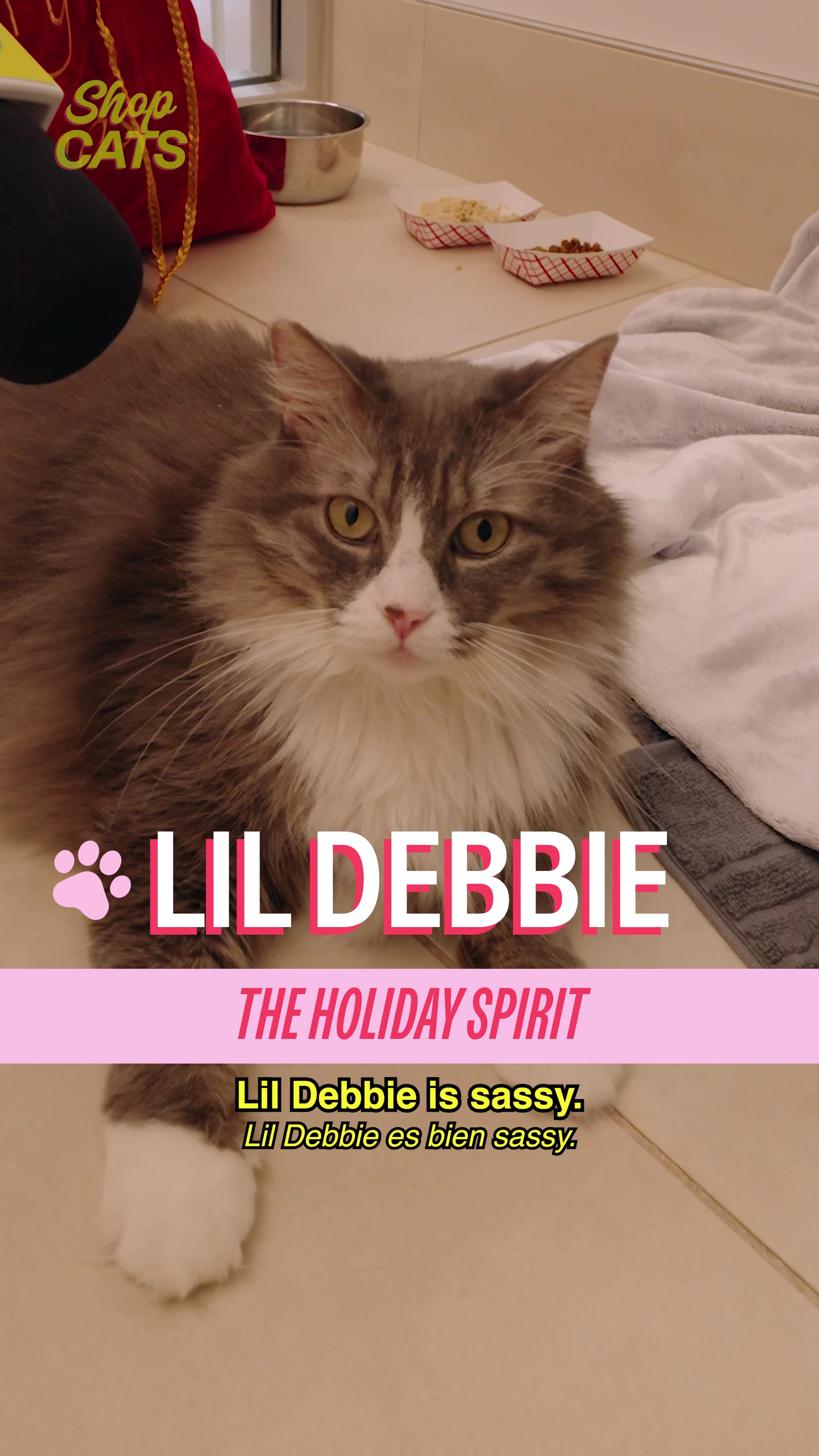 TikTok post by @shopcatsshow for Cash App. Caption reads: [...] holiday episode brought to you by @Cash App....