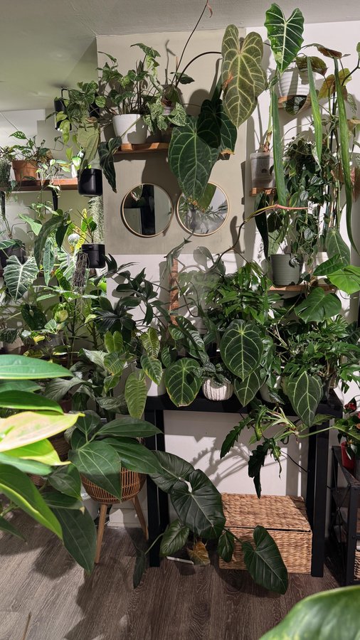 Instagram post by @blossomeffect_ for Walmart Creator. Caption reads: #WalmartPartner | Small Space, Big Jungle Energy!....