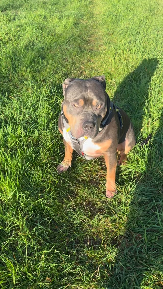 Instagram post by @allaboutmajor_ for FidaPet. Caption reads: This is no exaggeration, but IM BUZZING 🤭🐾
Comfy....