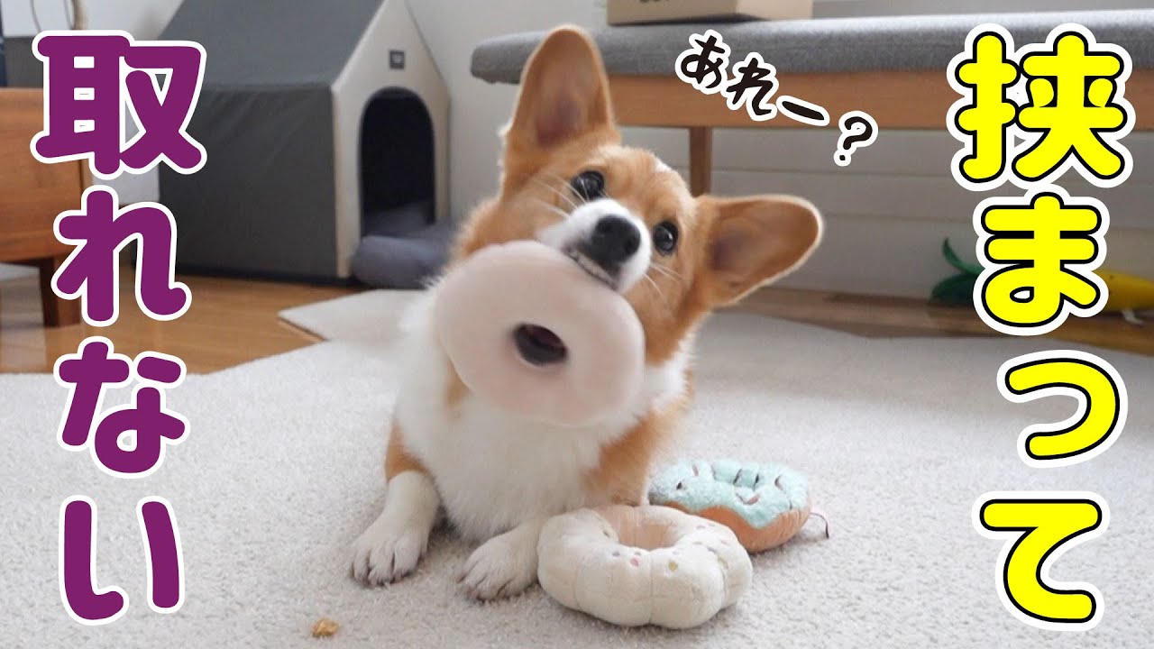 YouTube post by @corgi_noel_mona for Doggy Box. Caption reads: The fate of a corgi who got stuck in a doughnut....