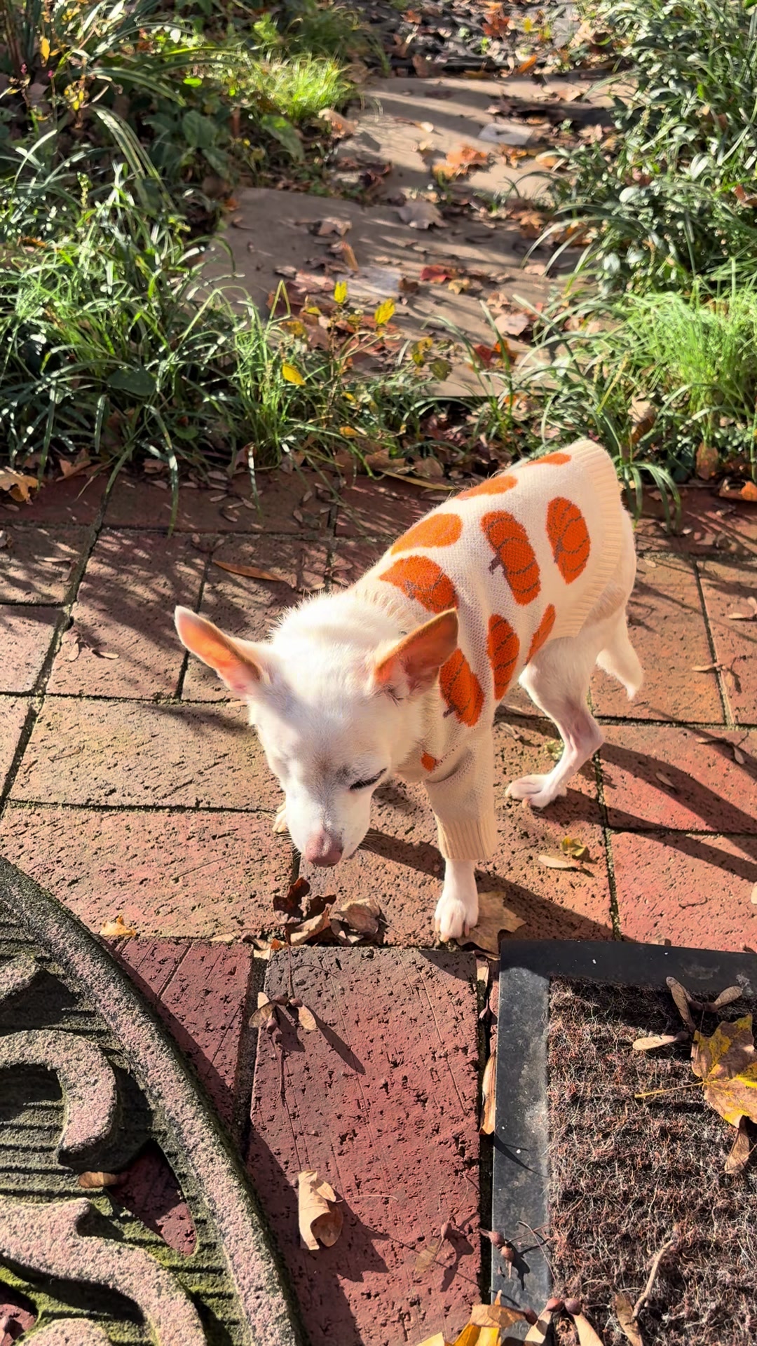 TikTok post by @billie.the.chi for Fitwarm. Caption reads: New pumpkin sweater from @Fitwarm Official....