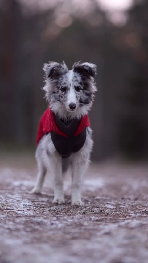 Instagram post by @lifewithbordercollie for Pomppa Dogwear. Caption reads: [...] be part of our journey this season❤️....