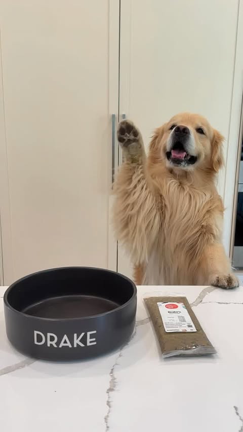 Instagram post by @drakethepupstar for The Farmer's Dog. Caption reads: [...] enough energy for it all Thanks to....