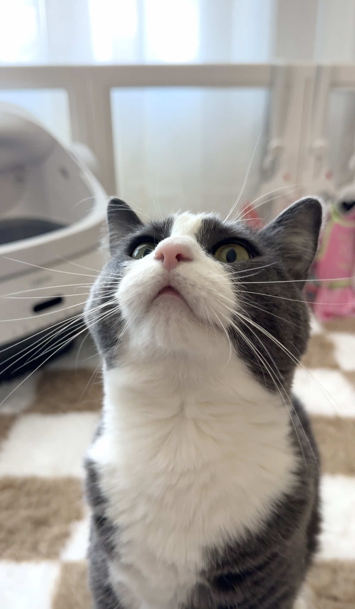 TikTok post by @nicolepamelaaa for Lesure Pet. Caption reads: [...] with the Lesure litternova l 🐈‍⬛ @Lesure....