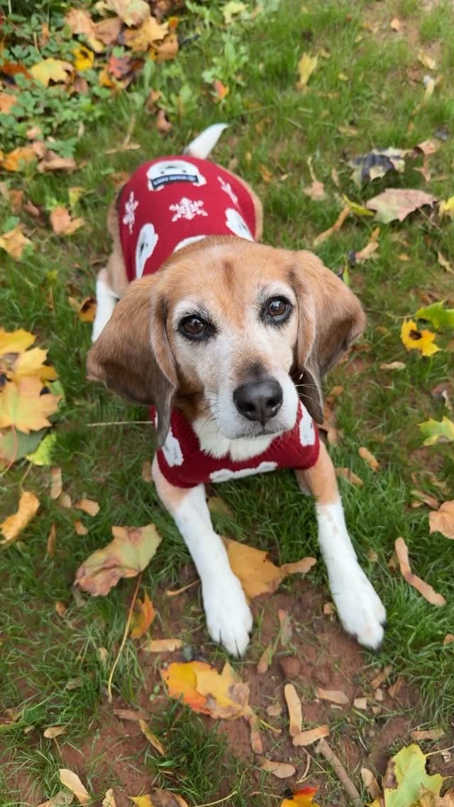 Instagram post by @beagdealzumma for Spark Paws. Caption reads: Black Friday sales on select @sparkpawsofficial....